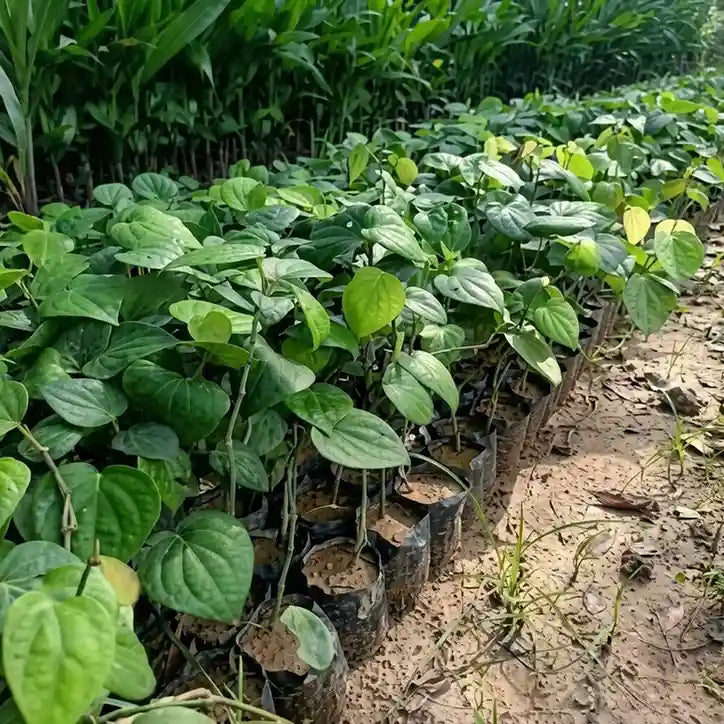 Black Pepper / Kurumulagu (Paniyoor, Climber) Spice Plant