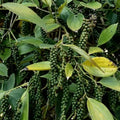 Black pepper / Kurumulagu (Thekkan, Climber) Spice Plant