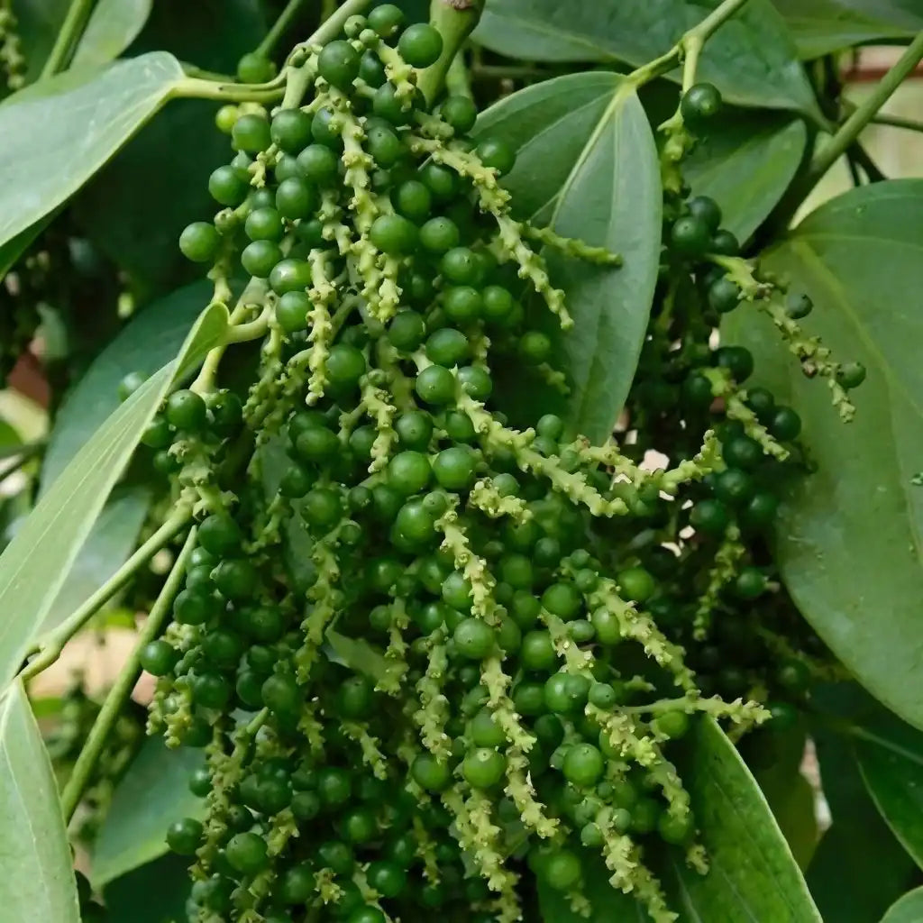 Black pepper / Kurumulagu (Thekkan, Climber) Spice Plant