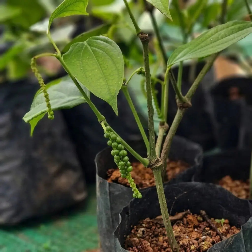 Black pepper / Kurumulagu (Thekkan, Climber) Spice Plant