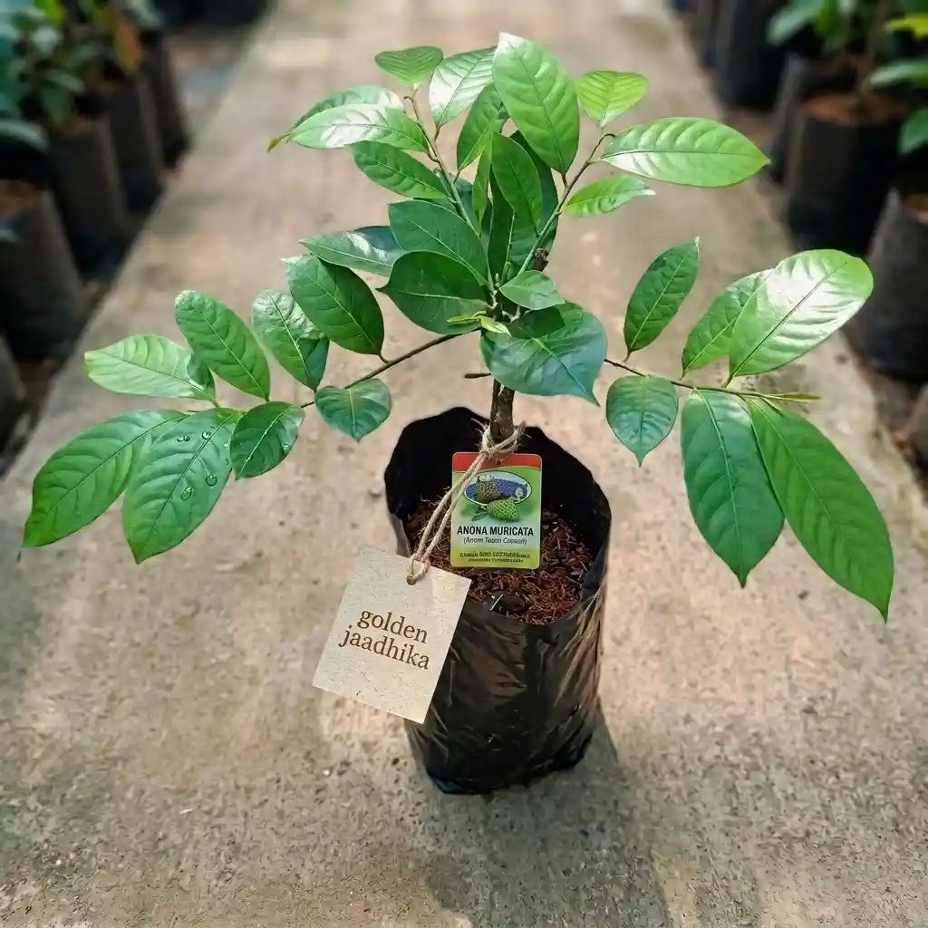 Nutmeg / Jaadhika (Golden, Bud) Spice Plant | Hybrid Variety
