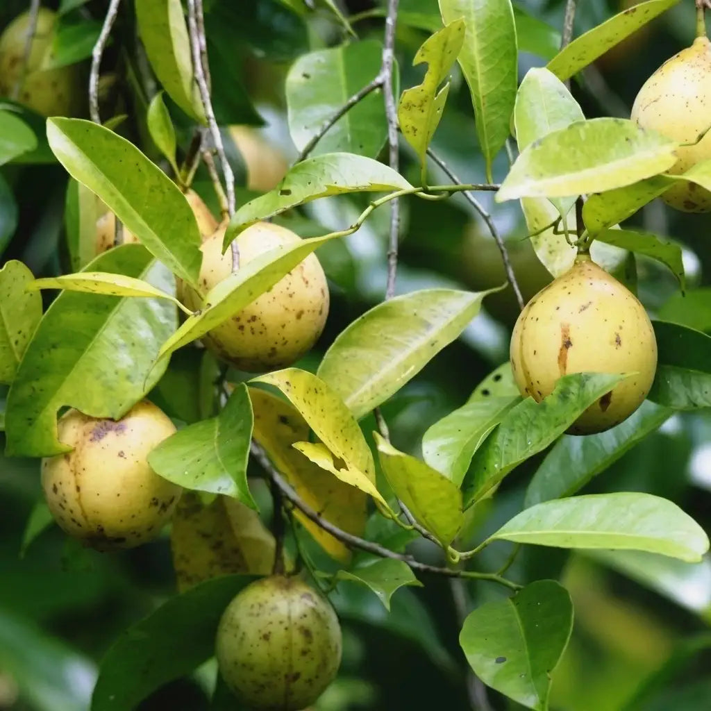 Nutmeg / Jaadhika (Golden, Bud) Spice Plant | Hybrid Variety