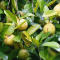 Nutmeg / Jaadhika (Golden, Bud) Spice Plant | Hybrid Variety