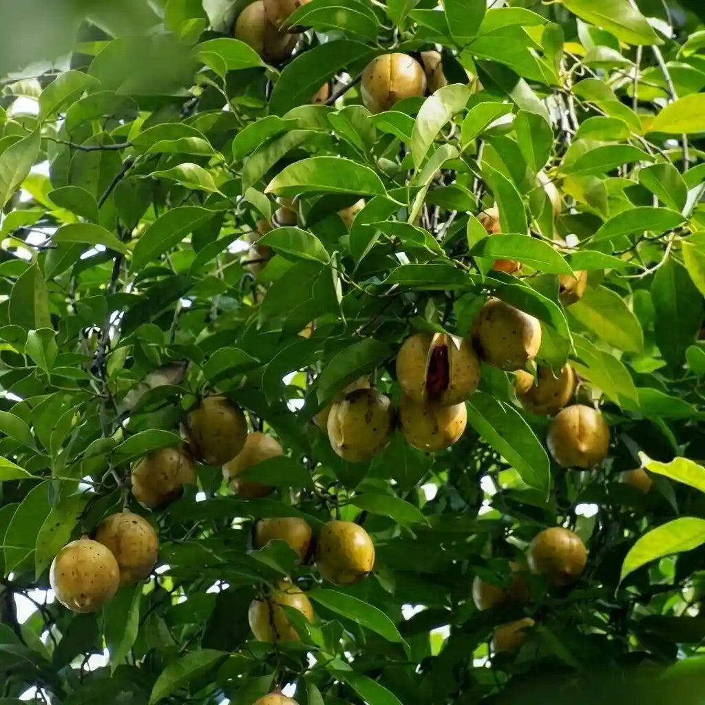 Nutmeg / Jaadhika (Kerala, Bud) Spice Plant | Hybrid Variety