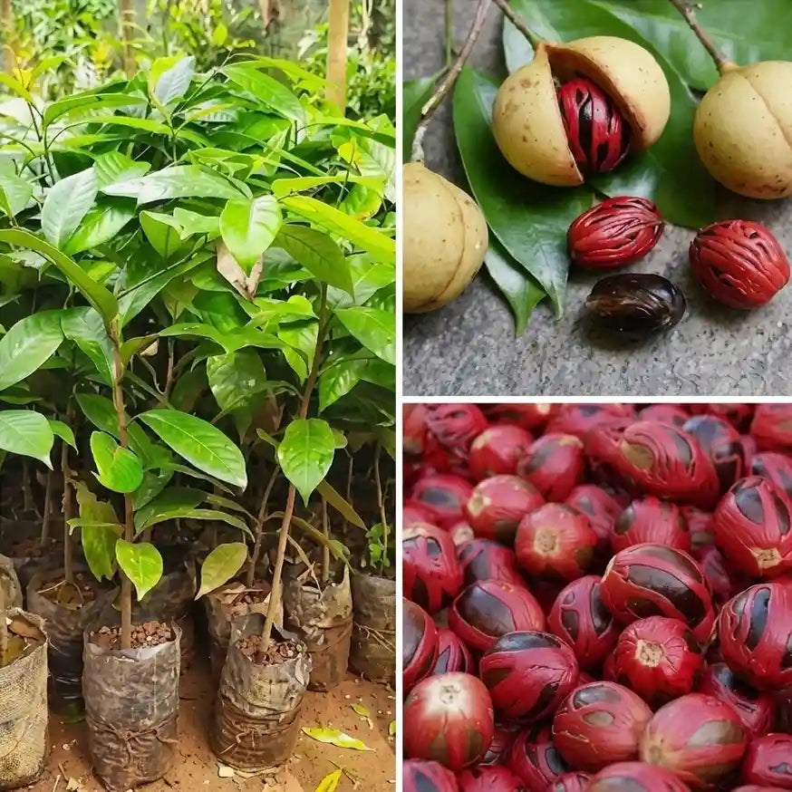 Nutmeg / Jaadhika (Srilankan, Bud) Spice Plant | Hybrid Variety