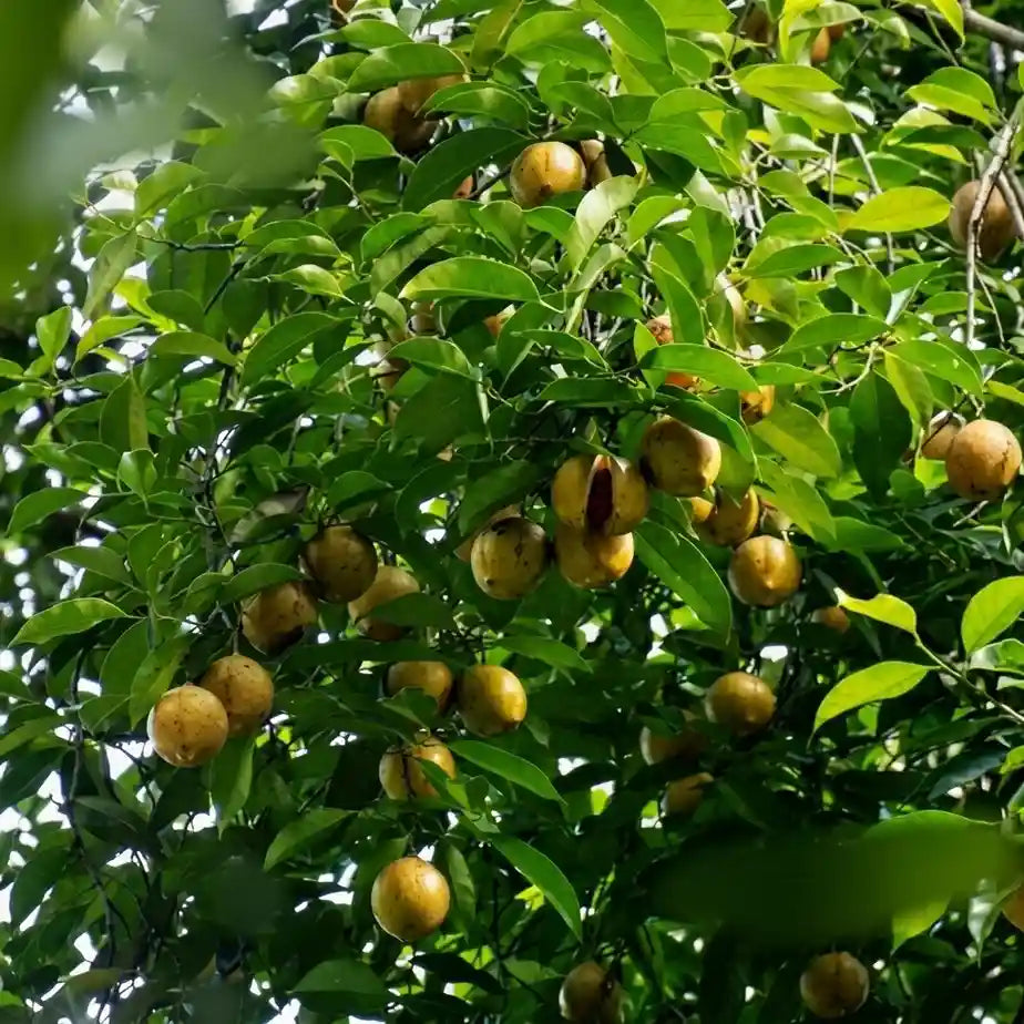 Nutmeg / Jaadhika (Srilankan, Bud) Spice Plant | Hybrid Variety