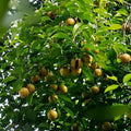 Nutmeg / Jaadhika (Srilankan, Bud) Spice Plant | Hybrid Variety
