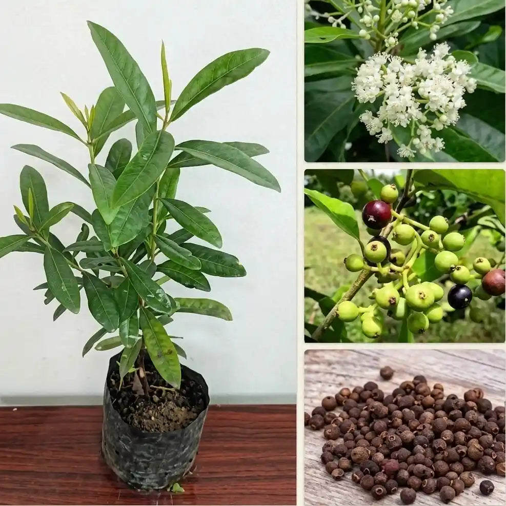 Allspice / Sarwasuganthi Spice Plant | Pimenta dioica