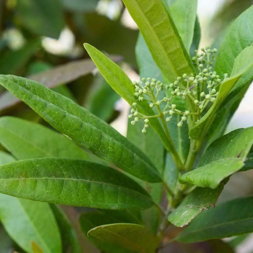 Allspice / Sarwasuganthi Spice Plant | Pimenta dioica