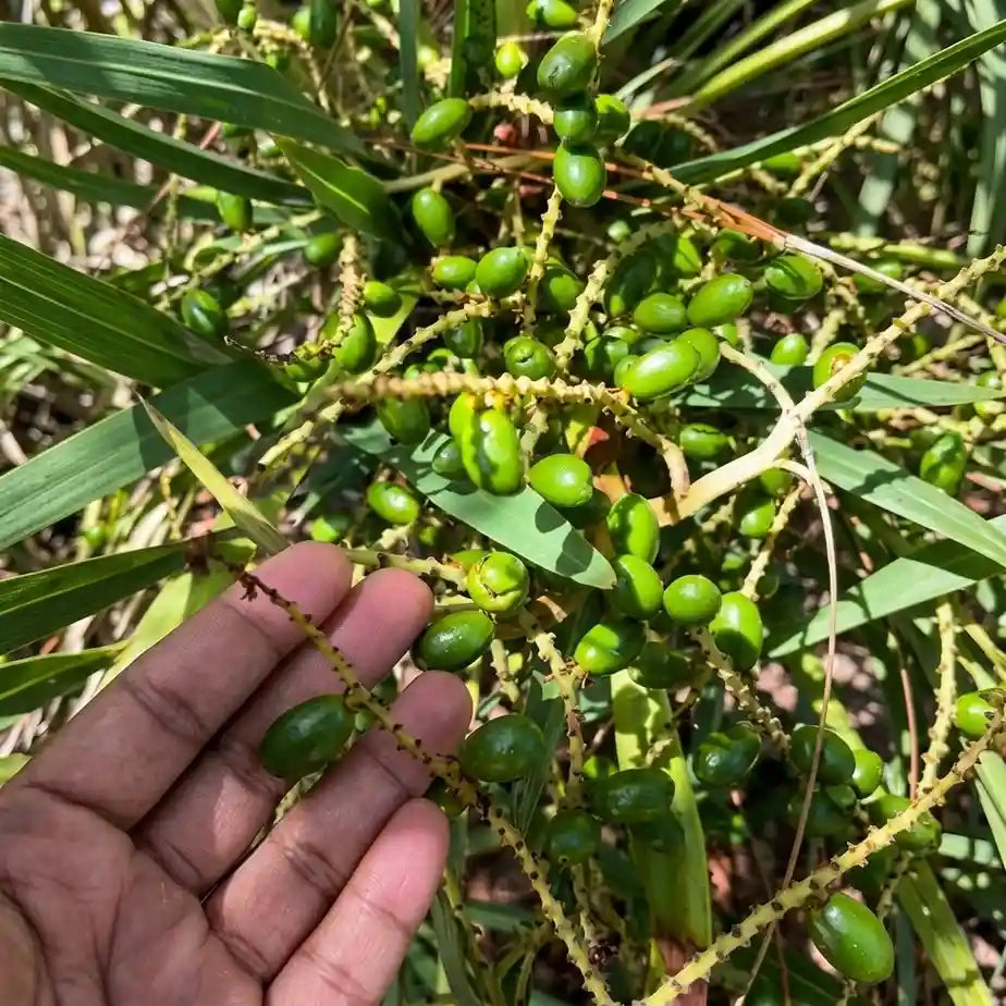 Allspice / Sarwasuganthi Spice Plant | Pimenta dioica