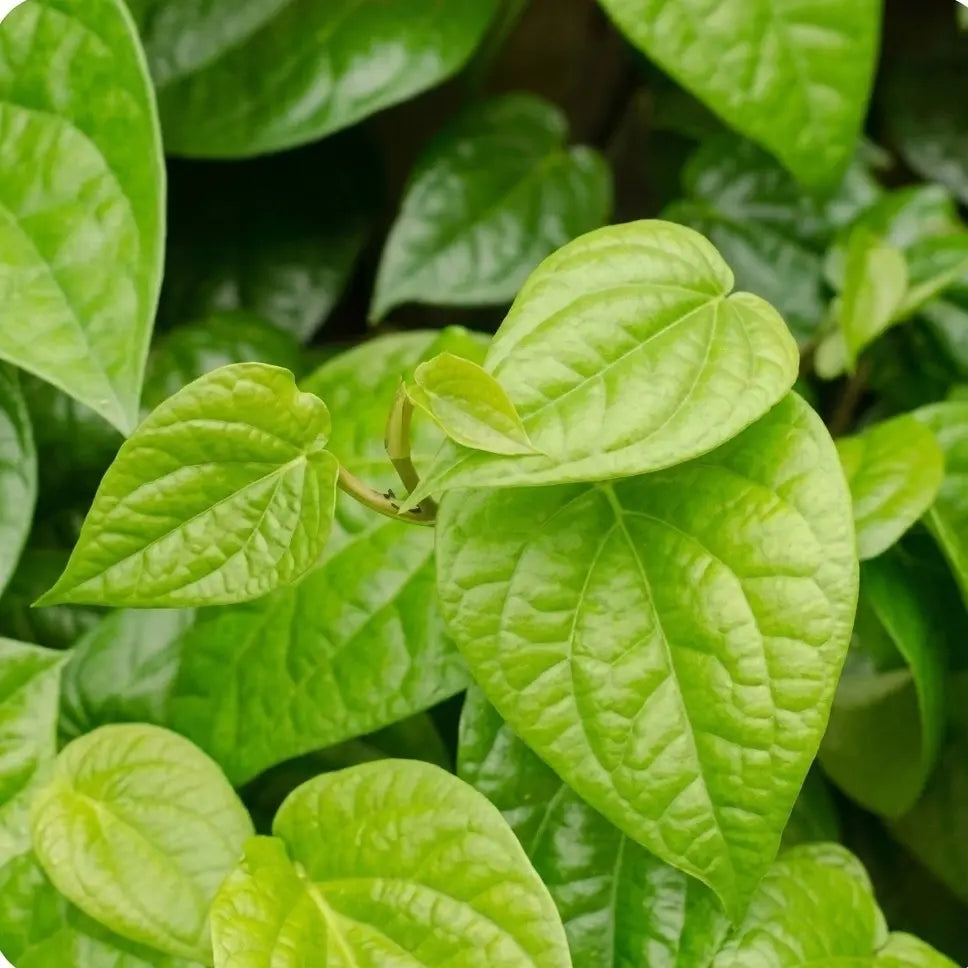 Betel Leaf (Vettila) Plant | Piper betle