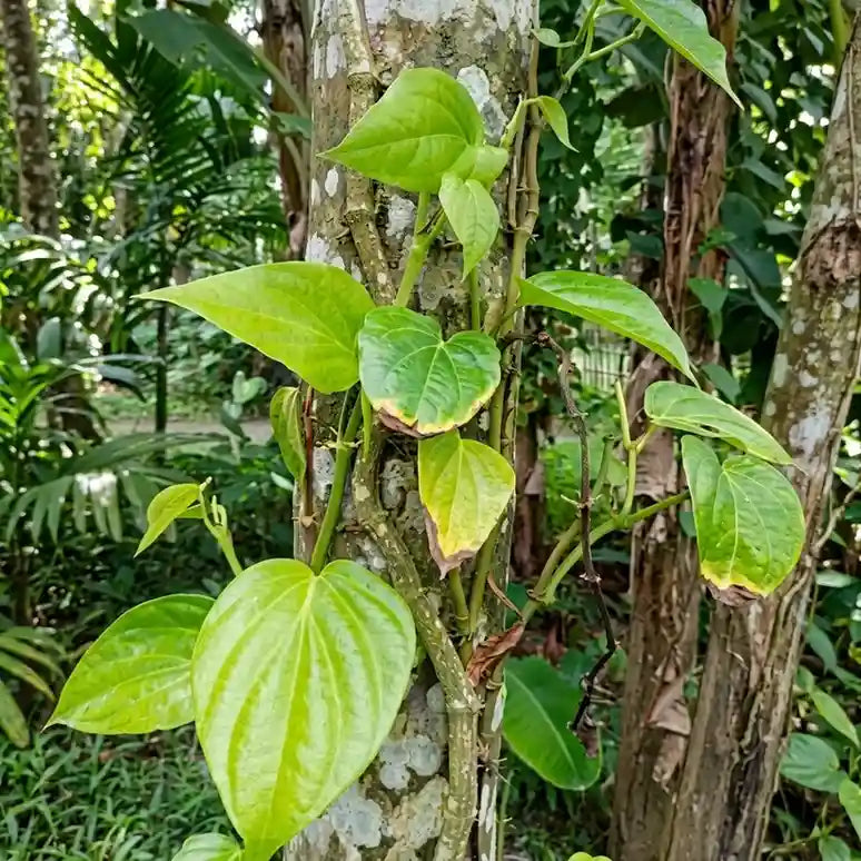 Betel Leaf (Vettila) Plant | Piper betle