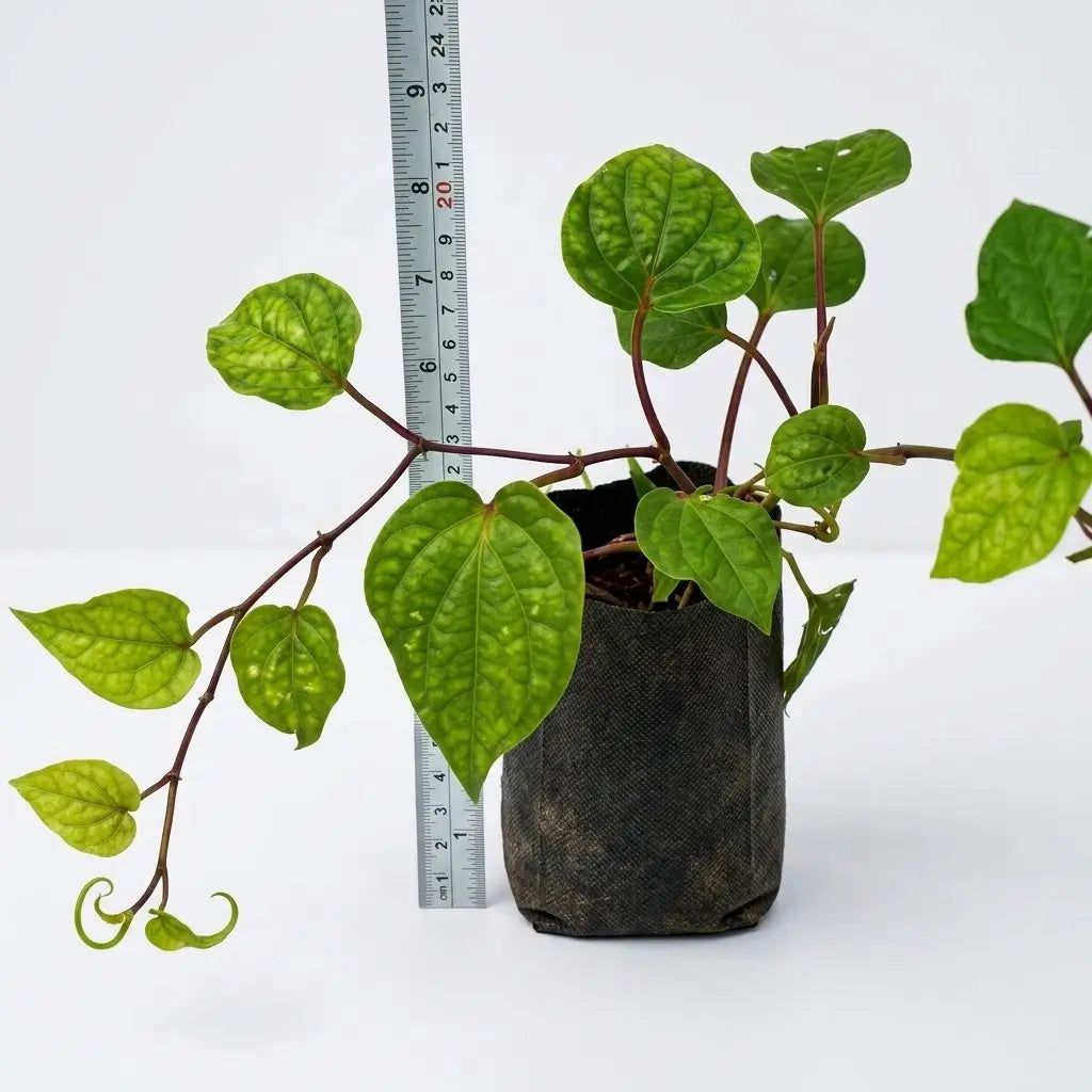 Betel Leaf (Vettila) Plant | Piper betle