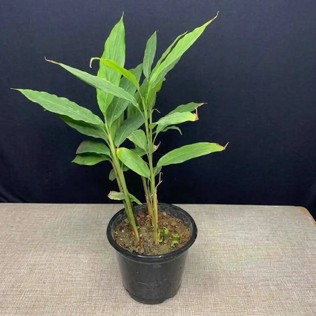 Cardamom / Elam (Seedling) Spice Plant