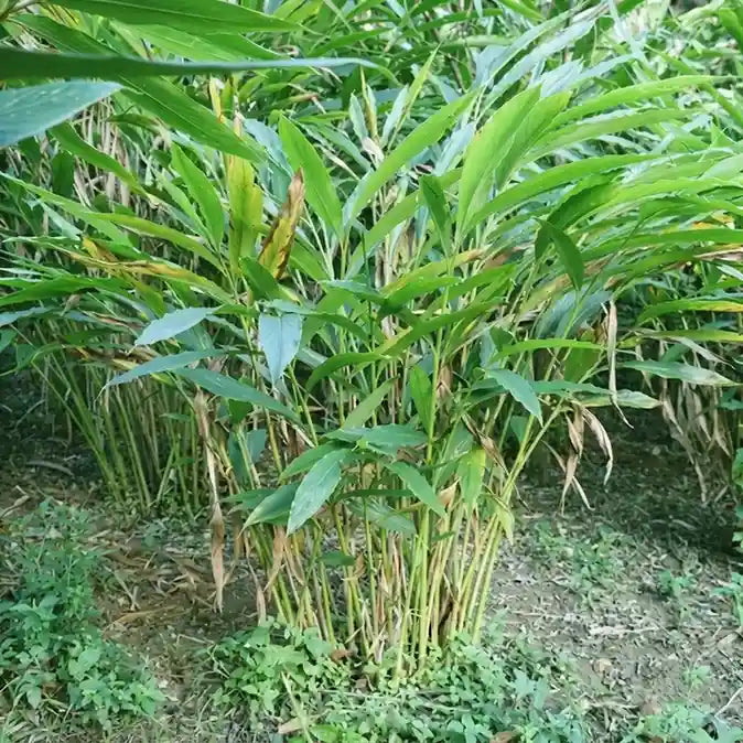 Cardamom / Elam (Seedling) Spice Plant