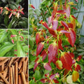 Cinnamon / Karuvapattaa Spice Plant | Cinnamomum verum