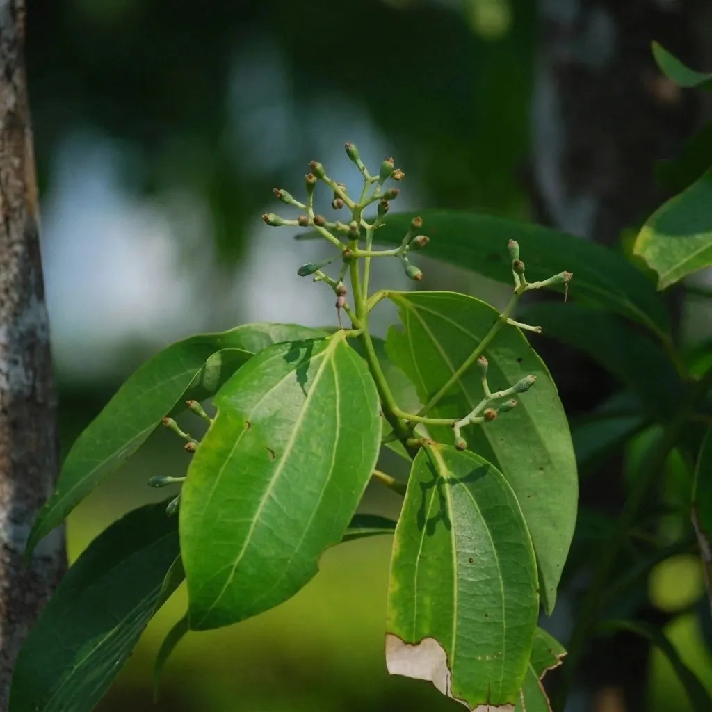 Cinnamon / Karuvapattaa Spice Plant | Cinnamomum verum