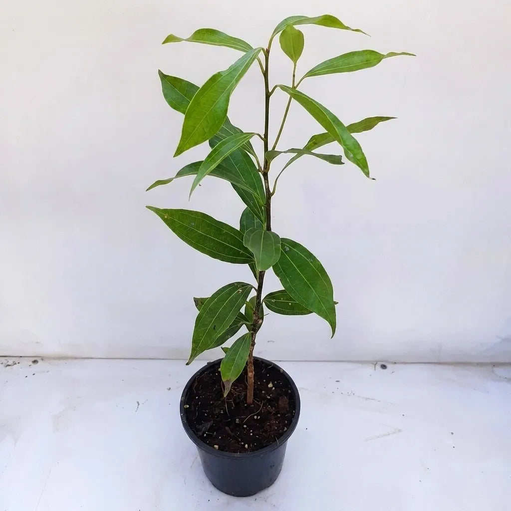 Cinnamon / Karuvapattaa Spice Plant | Cinnamomum verum