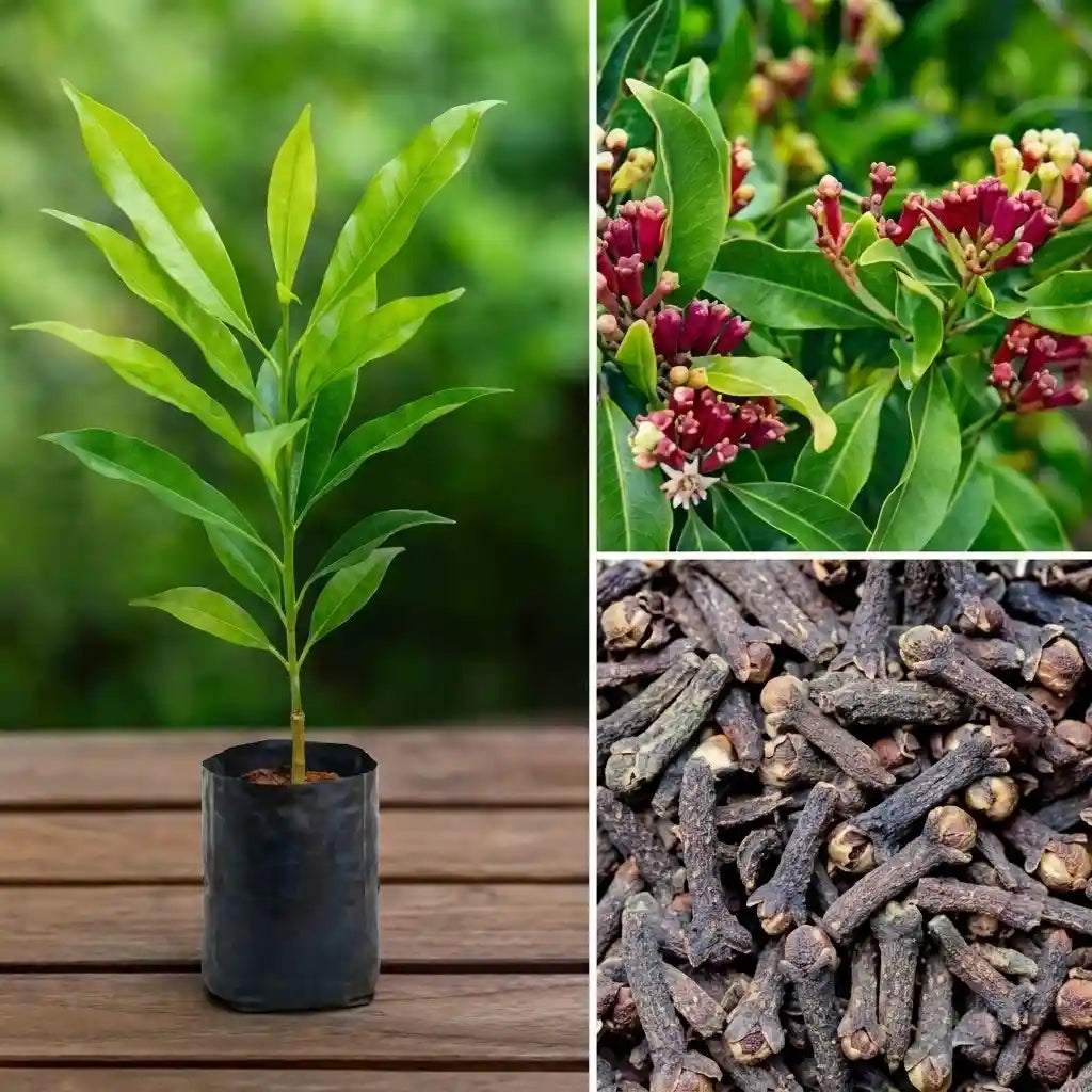 Clove / Karayampoo Spice Plant | Syzygium aromaticum