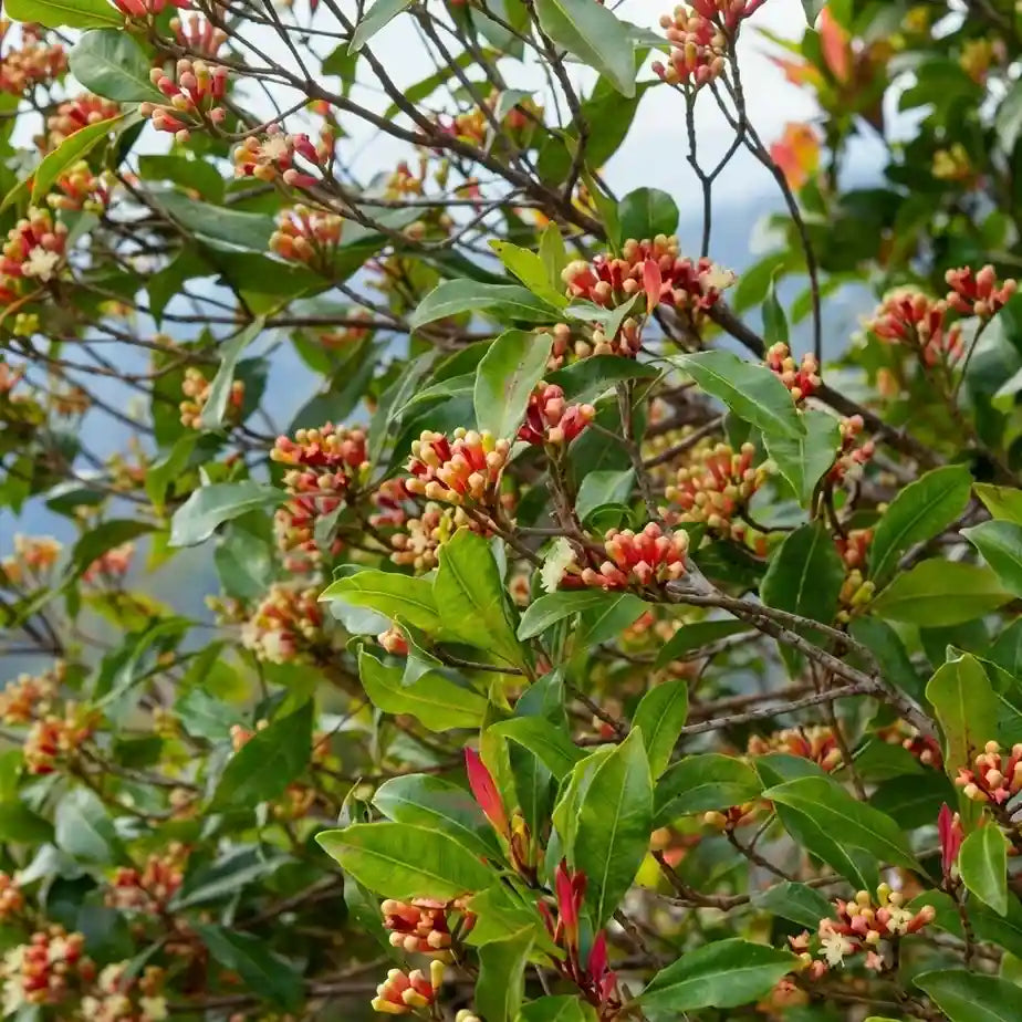 Clove / Karayampoo Spice Plant | Syzygium aromaticum