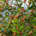 Clove / Karayampoo Spice Plant | Syzygium aromaticum