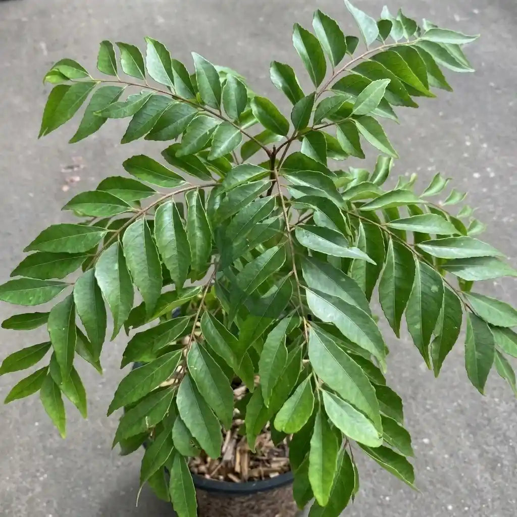Curry Leaves / Curryveppu Spice Plant | Murraya koenigii