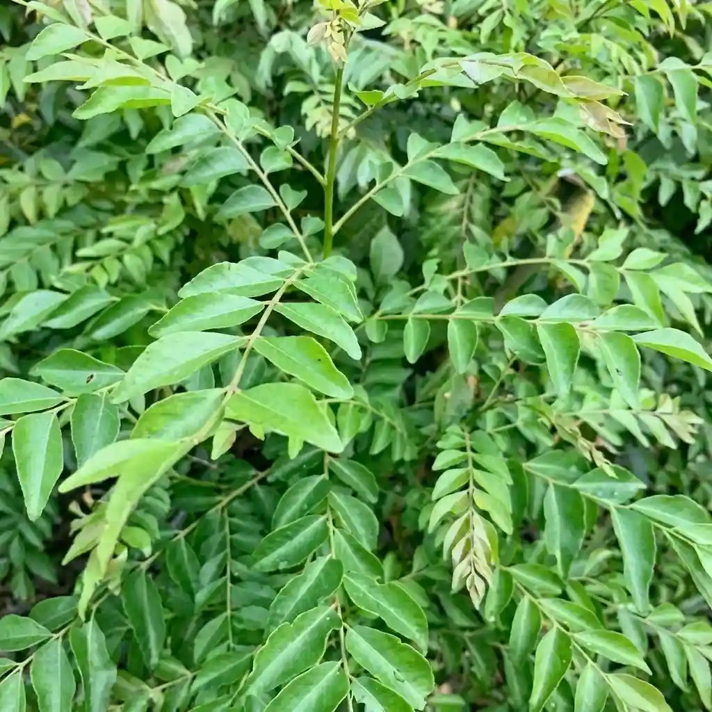Curry Leaves / Curryveppu Spice Plant | Murraya koenigii