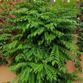 Curry Leaves / Curryveppu Spice Plant | Murraya koenigii