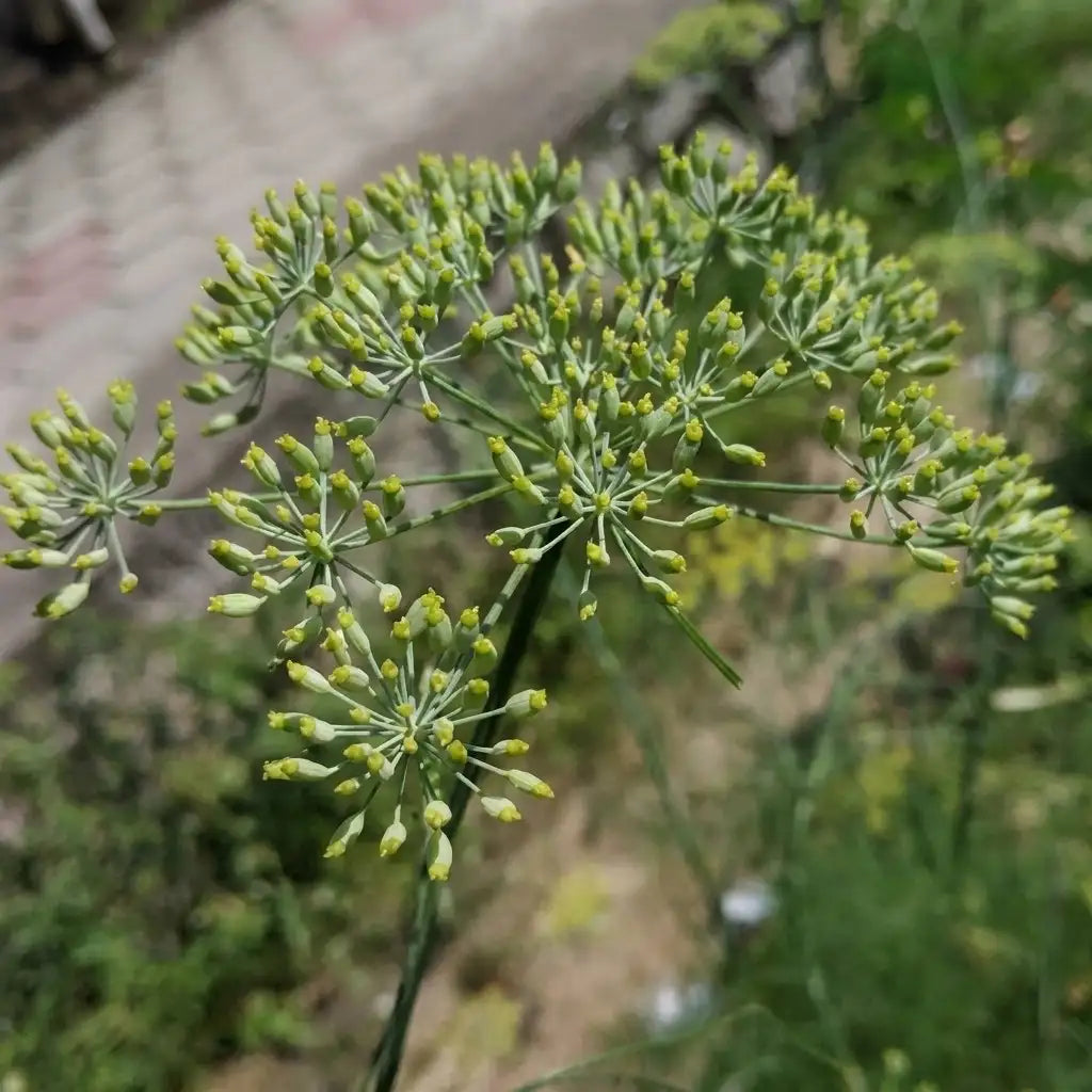Fennel / Perumjeerakam (Seedling) Spice Plant