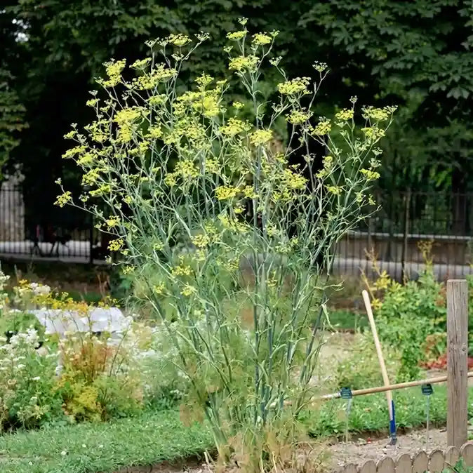 Fennel / Perumjeerakam (Seedling) Spice Plant
