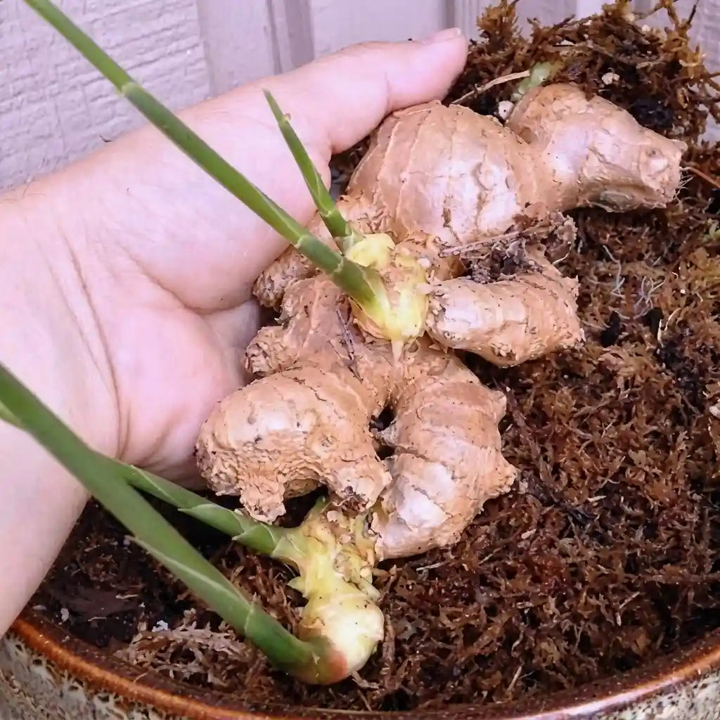 Ginger Rhizome / Ginger Seed (4 Pieces)