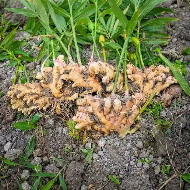 Ginger Rhizome / Ginger Seed (4 Pieces)