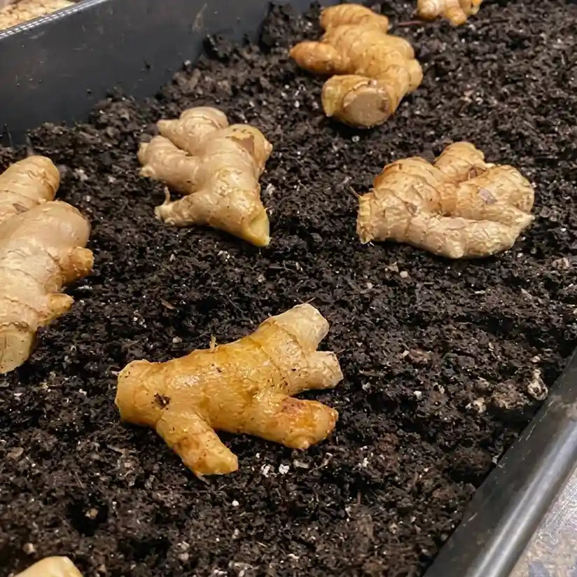 Ginger Rhizome / Ginger Seed (4 Pieces)