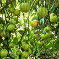 Malabar Tamarind / Kudampuli (Graft) Fruit Plant