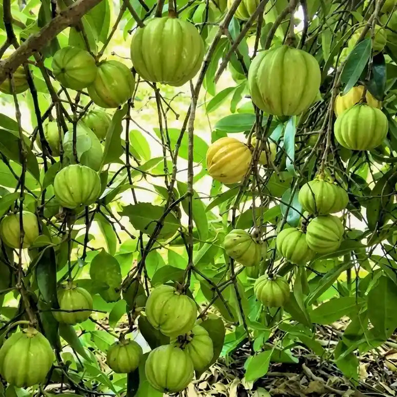 Malabar Tamarind / Kudampuli (Graft) Fruit Plant