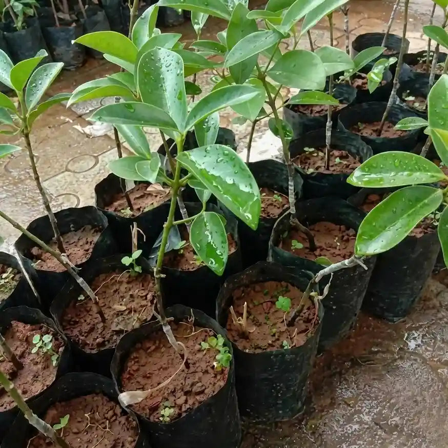 Malabar Tamarind / Kudampuli (Graft) Fruit Plant