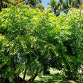 Neem Plant / Aryaveepu | Azadirachta indica
