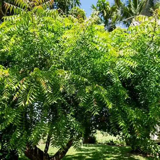 Neem Plant / Aryaveepu | Azadirachta indica
