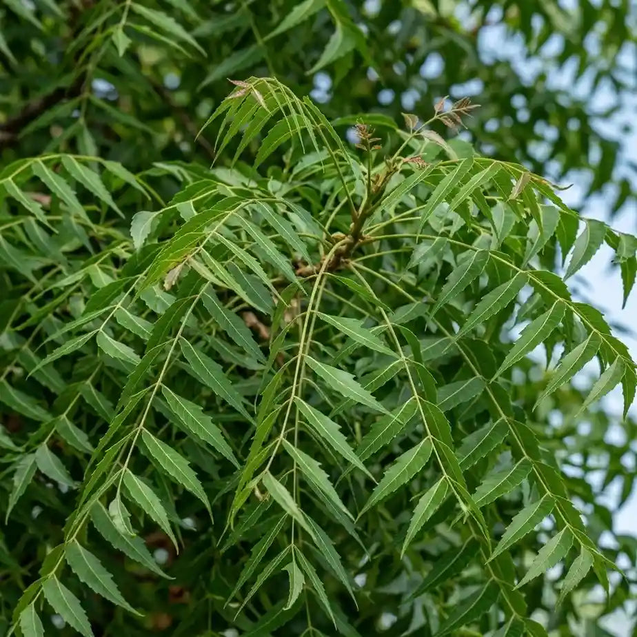 Neem Plant / Aryaveepu | Azadirachta indica