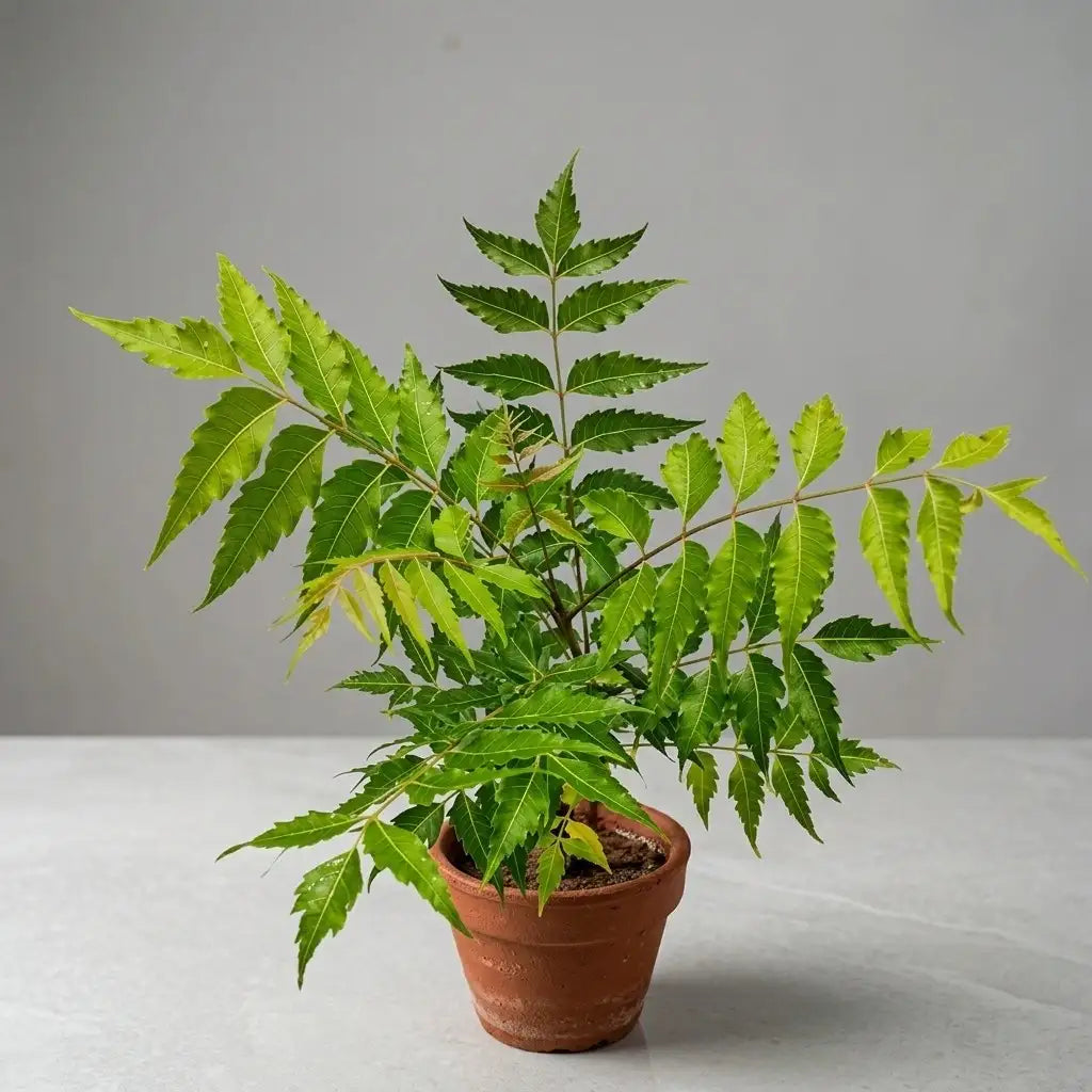Neem Plant / Aryaveepu | Azadirachta indica