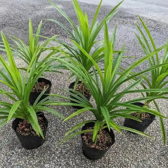 Rambha Plant / Biriyani Leaf Plant | Pandanus amaryllifolius