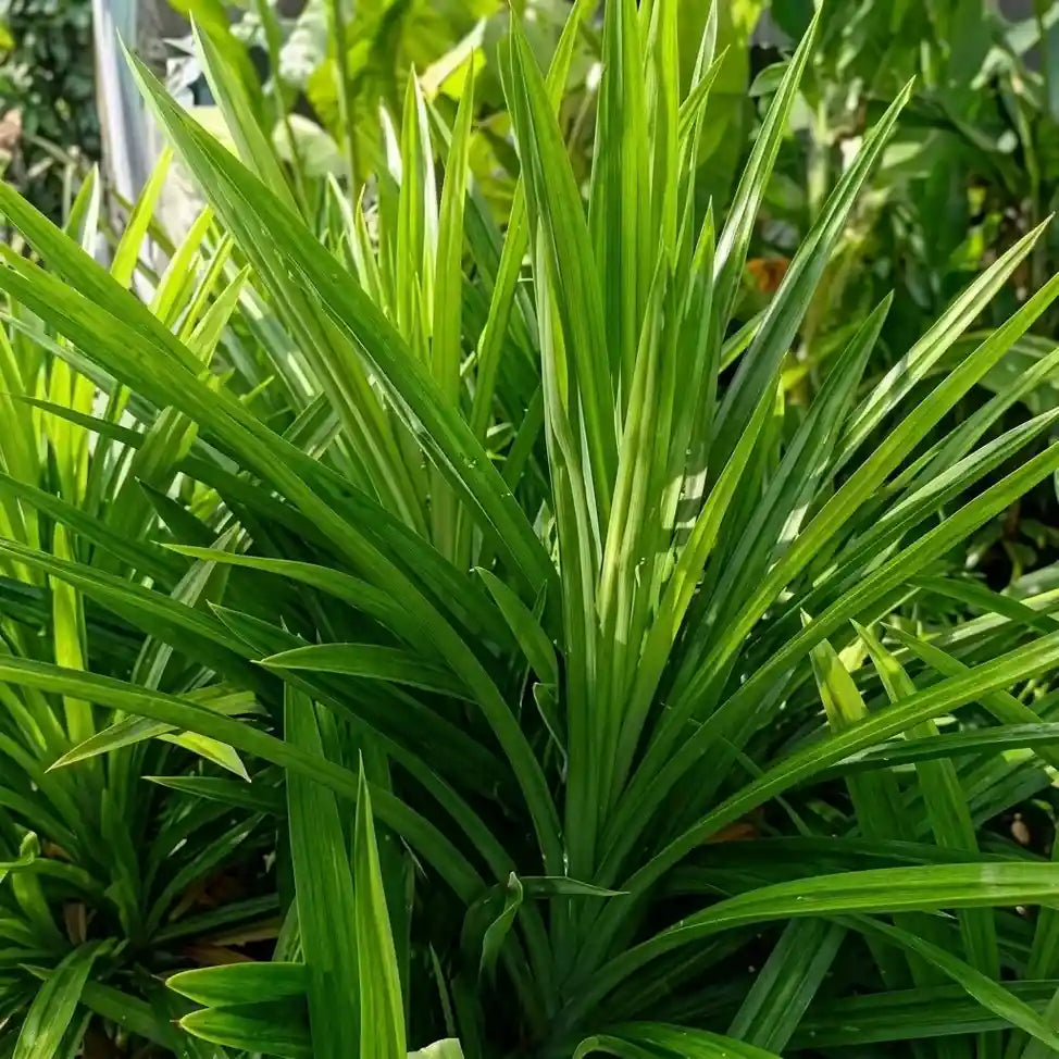 Rambha Plant / Biriyani Leaf Plant | Pandanus amaryllifolius