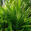 Rambha Plant / Biriyani Leaf Plant | Pandanus amaryllifolius