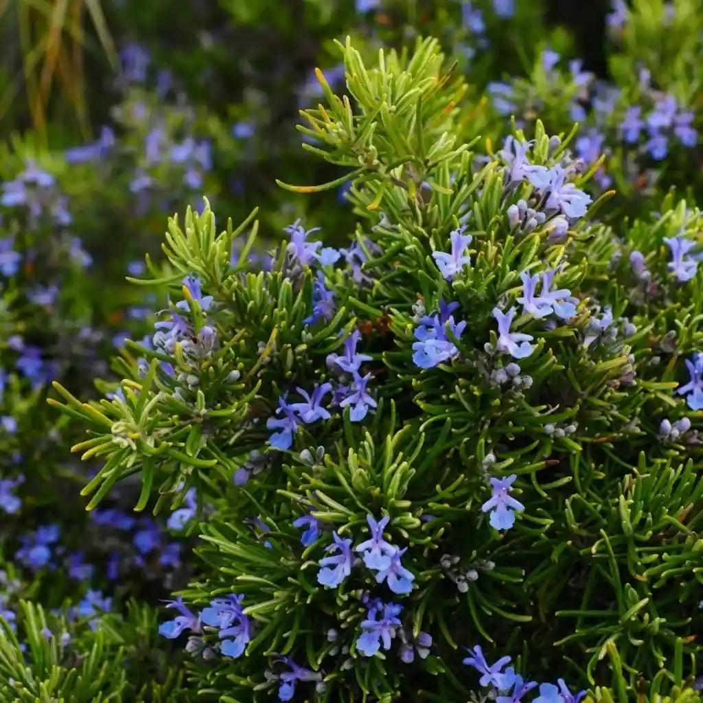 Rosemary / Gulmehendi Spice Plant | Salvia rosmarinus