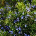 Rosemary / Gulmehendi Spice Plant | Salvia rosmarinus