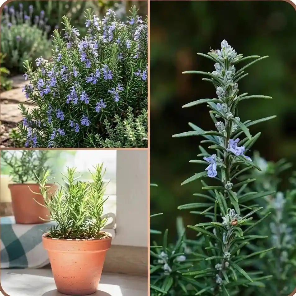 Rosemary / Gulmehendi Spice Plant | Salvia rosmarinus