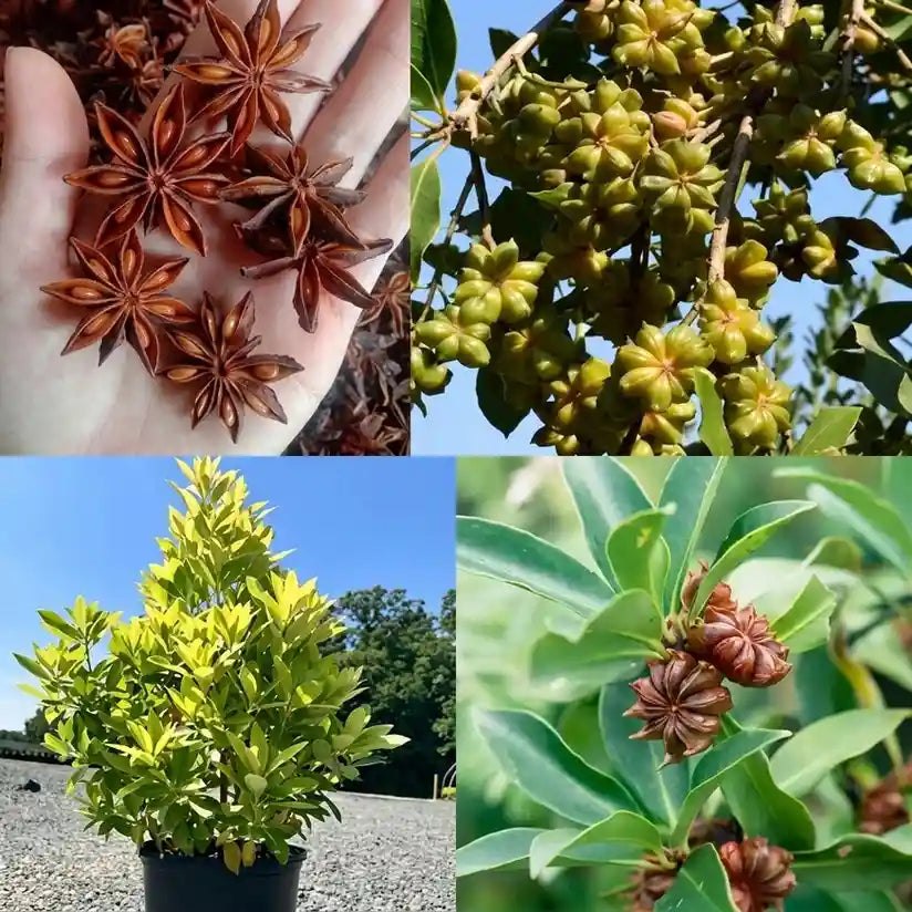 Star Anise (Seedling) Spice Plant