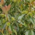 Star Anise (Seedling) Spice Plant