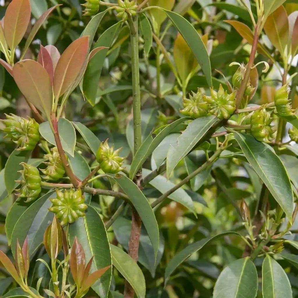 Star Anise (Seedling) Spice Plant