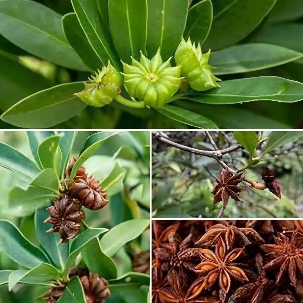Star Anise (Seedling) Spice Plant
